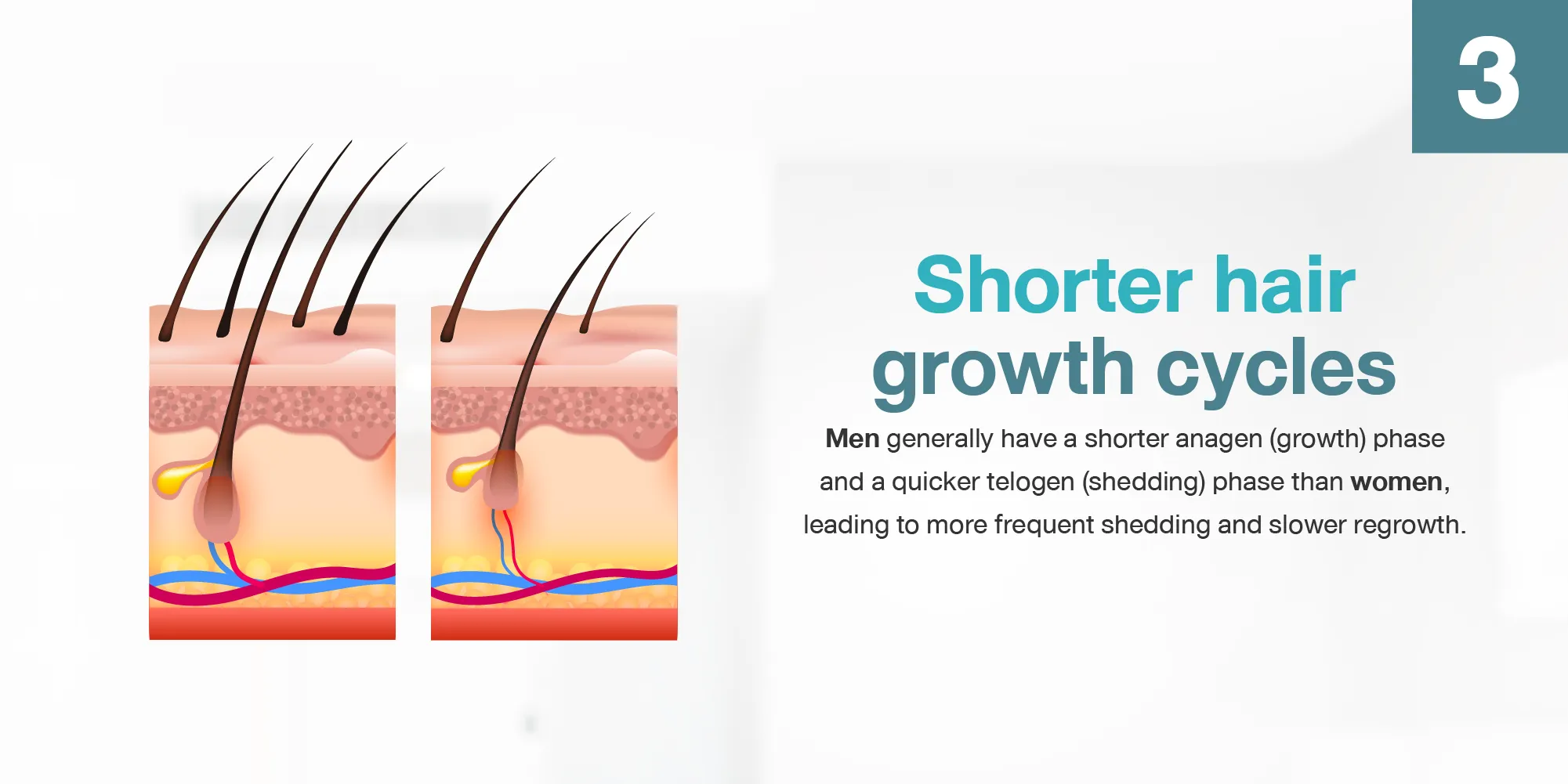 Shorter hair growth cycles