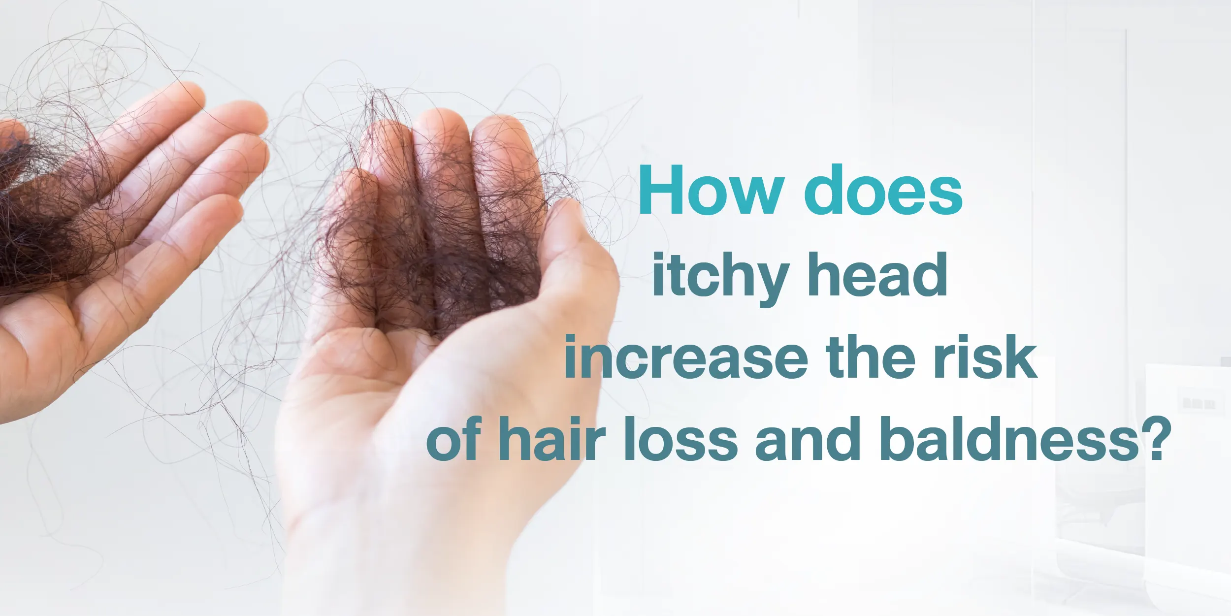 How does itchy head increase the risk of hair loss and baldness